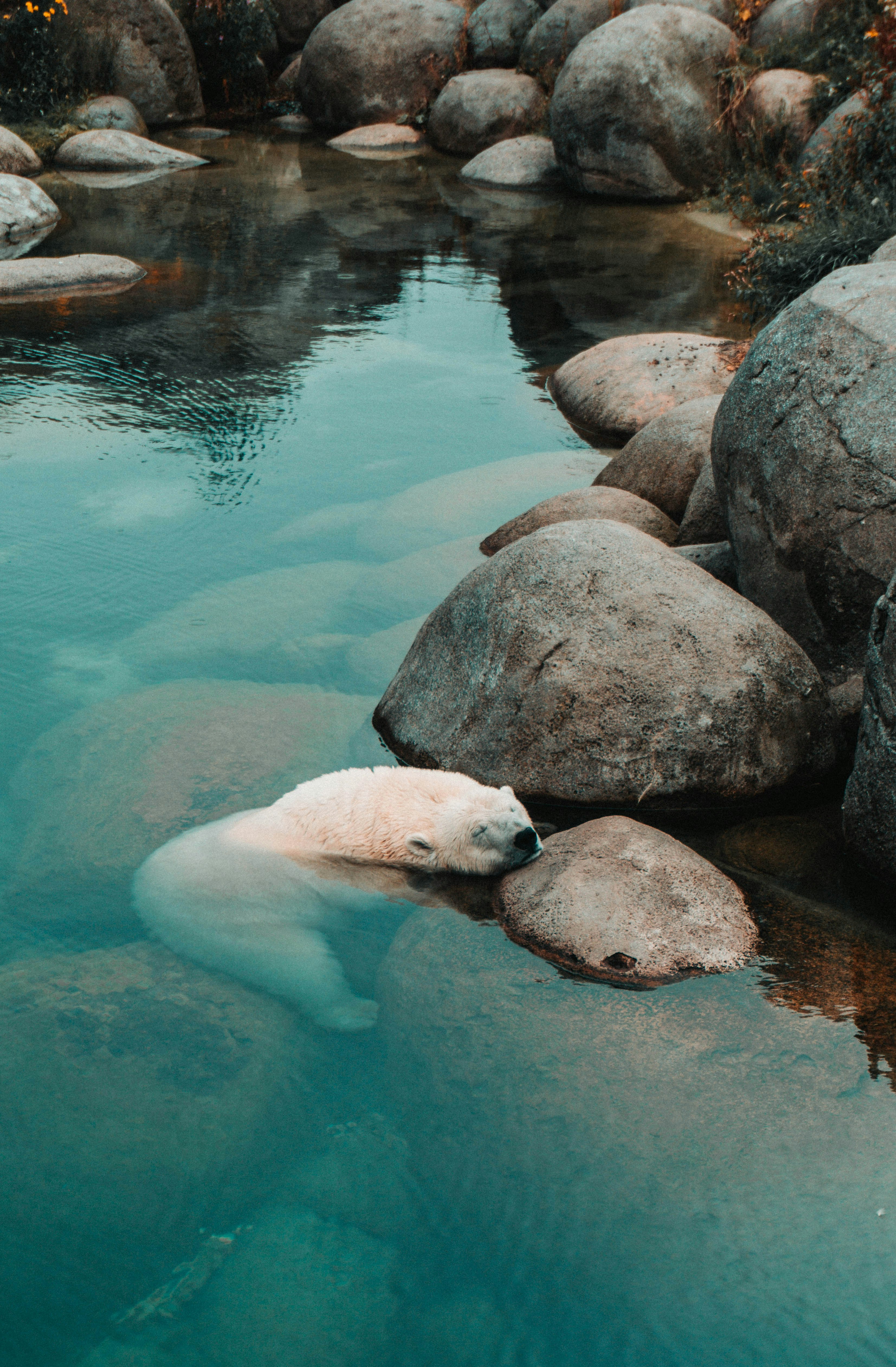 polar bear on body of water